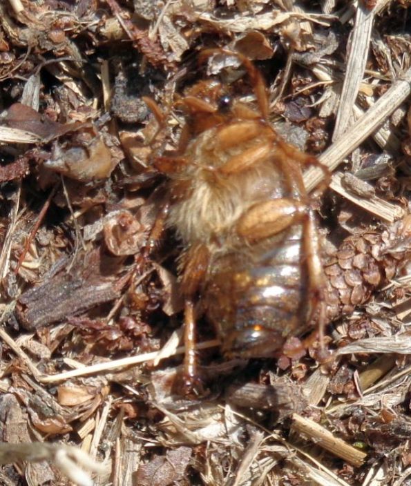 Rhizotrogus sassariensis, Melolonthidae